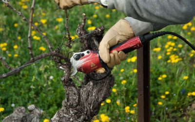 Taille et Entretien des Vignes et Espace Rural