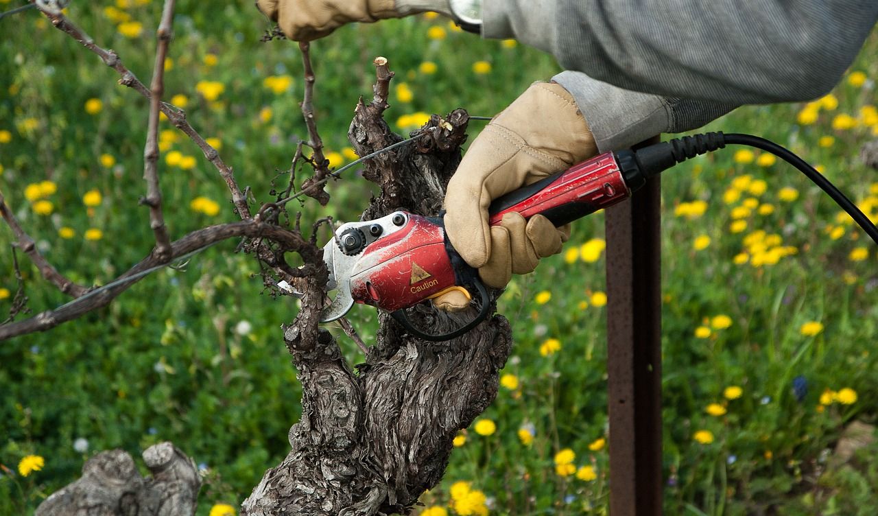 Vitiviniculture Image représentant la taille de la vigne, l'une des activités faisant partie de la vitiviniculture